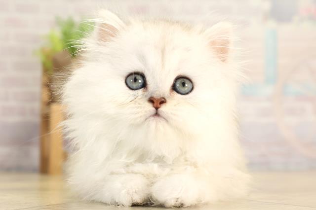 ペルシャ