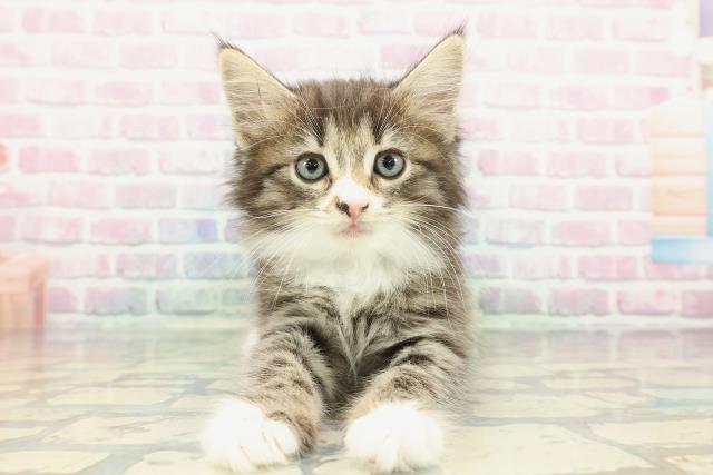 ノルウェージャン・フォレストキャット
