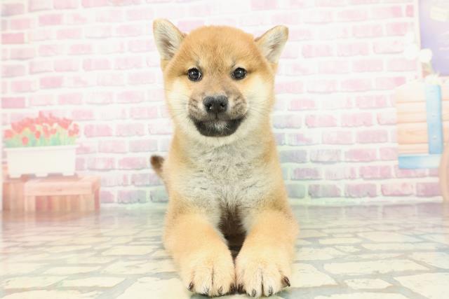 柴犬