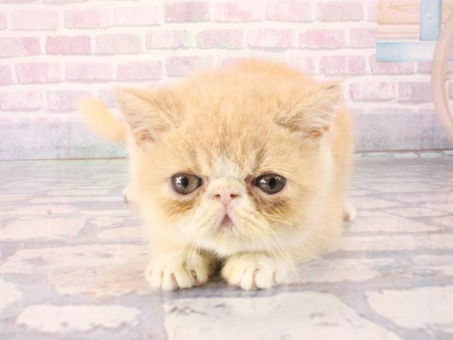 エキゾチック・ショートヘアー