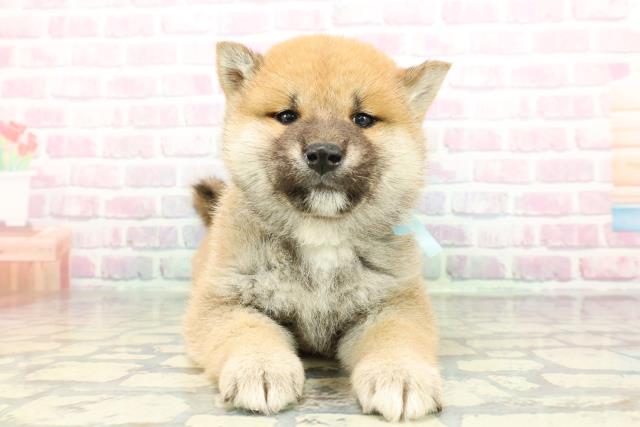 柴犬