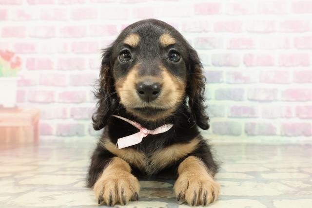 ミニチュア・ダックスフンド