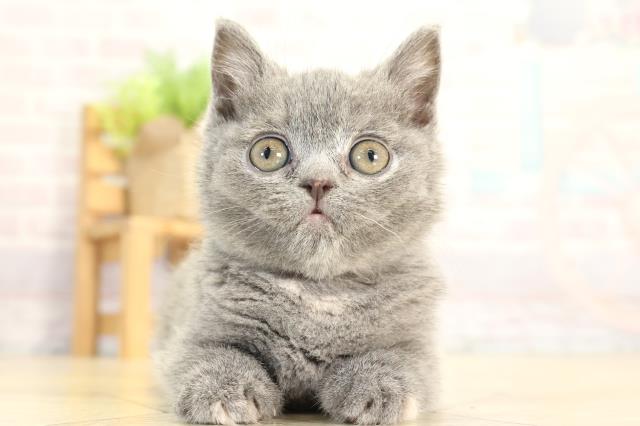 ブリティッシュショートヘアー