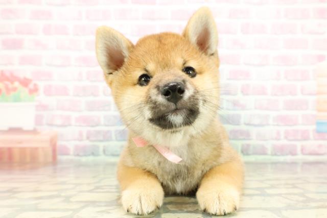 柴犬