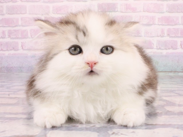 マンチカン(長足)