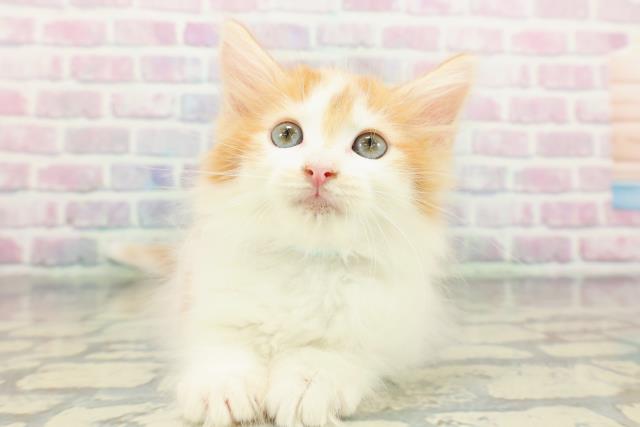 ノルウェージャン・フォレストキャット