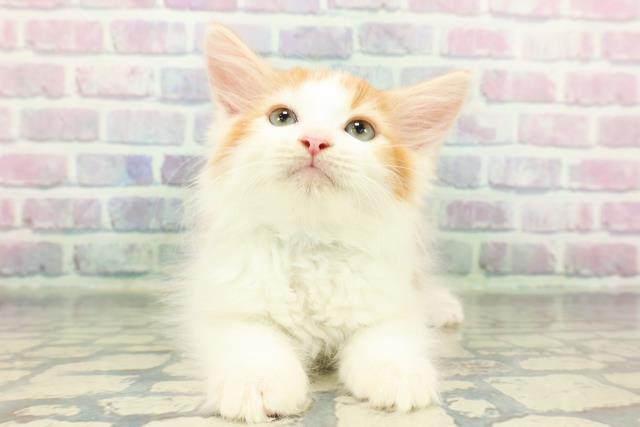 ノルウェージャン・フォレストキャット