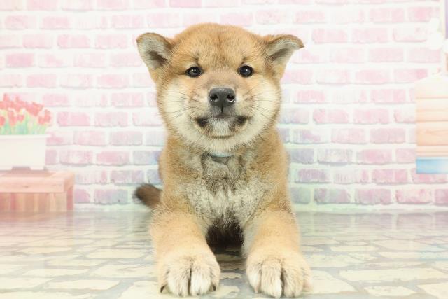 柴犬