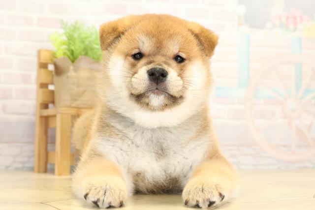柴犬