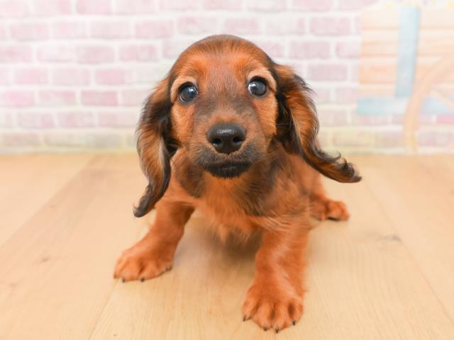 ミニチュア・ダックスフンド