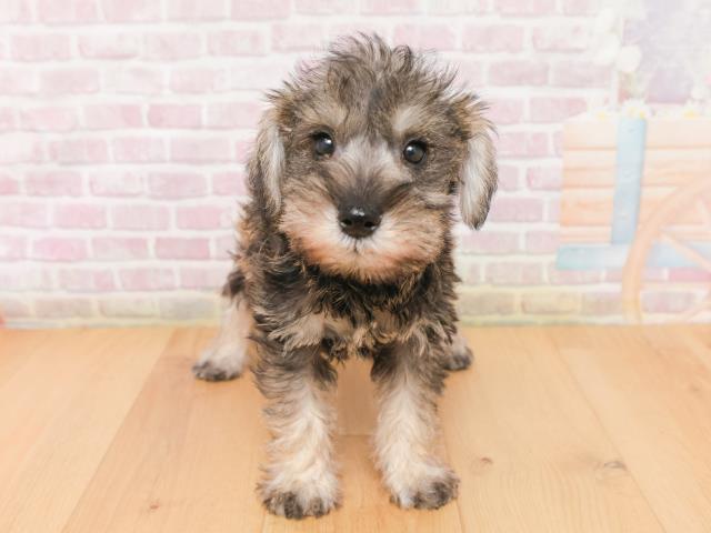 ミニチュア・シュナウザー