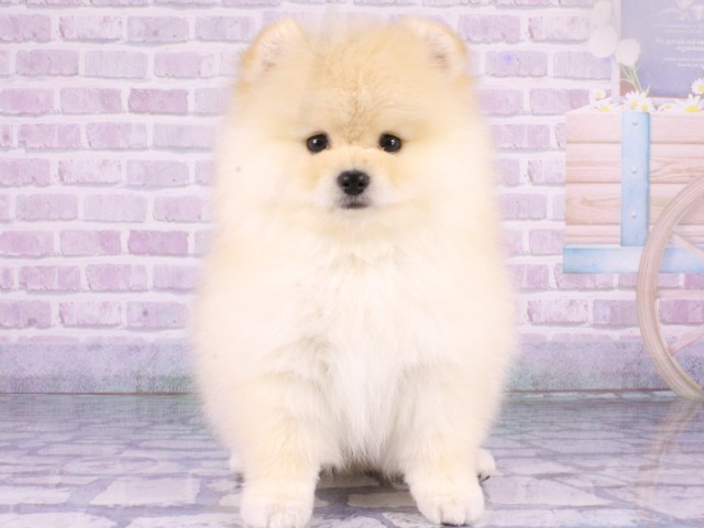 ポメラニアン
