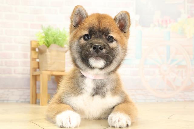 柴犬