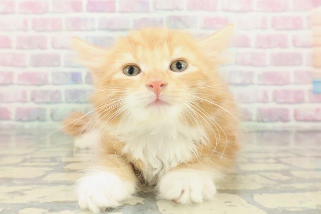 ノルウェージャン・フォレストキャット