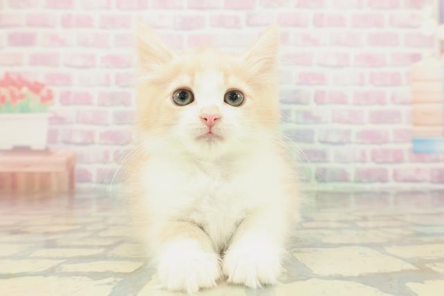 ノルウェージャン・フォレストキャット