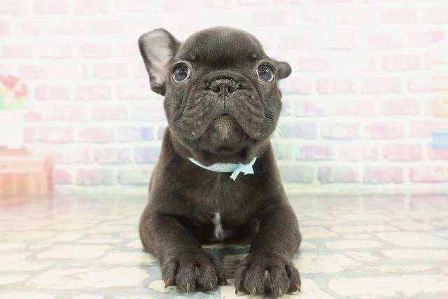 フレンチブルドッグ