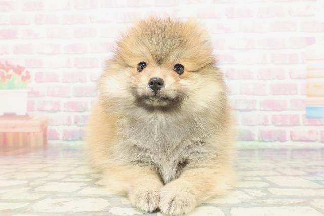 ポメラニアン