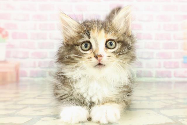 ノルウェージャン・フォレストキャット