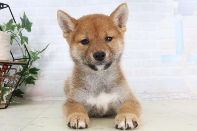 柴犬