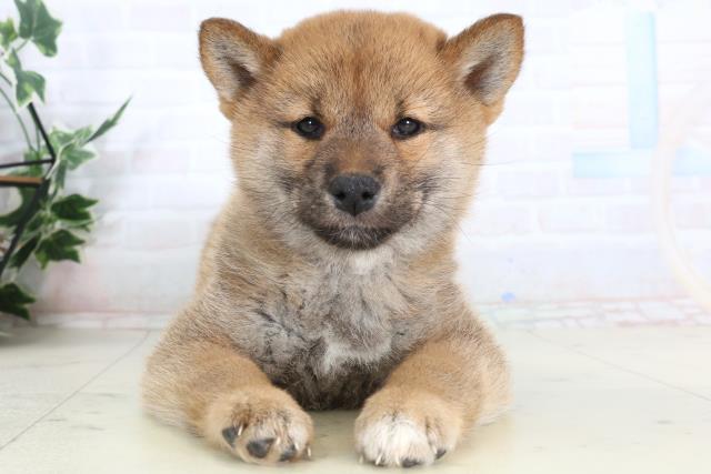 柴犬