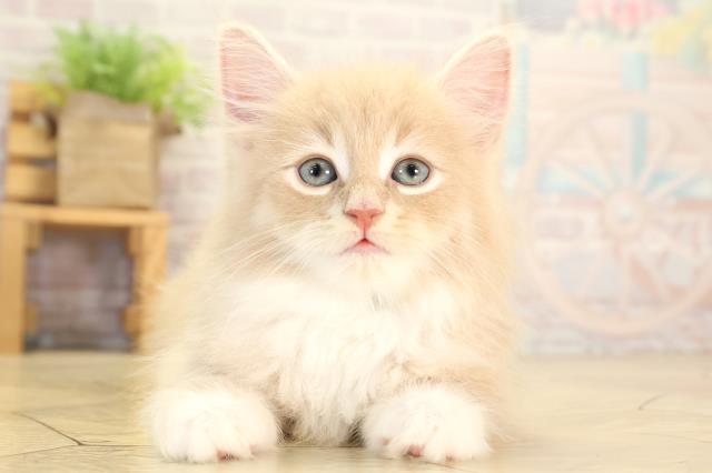 ノルウェージャン・フォレストキャット