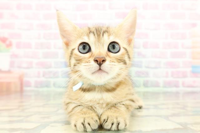 ジェネッタ