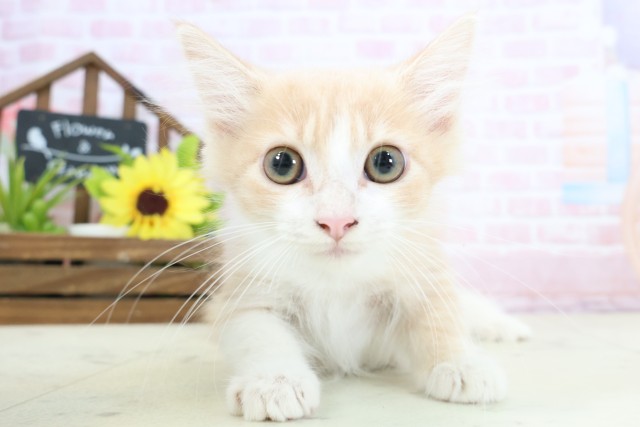 ノルウェージャン・フォレストキャット