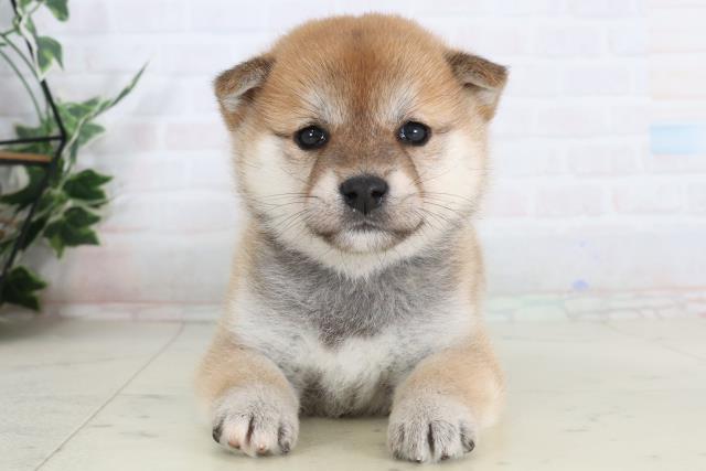 柴犬