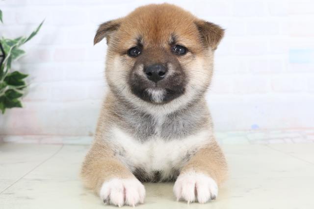 柴犬
