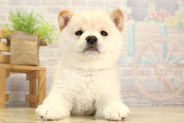 豆柴