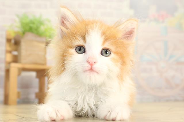 ノルウェージャン・フォレストキャット