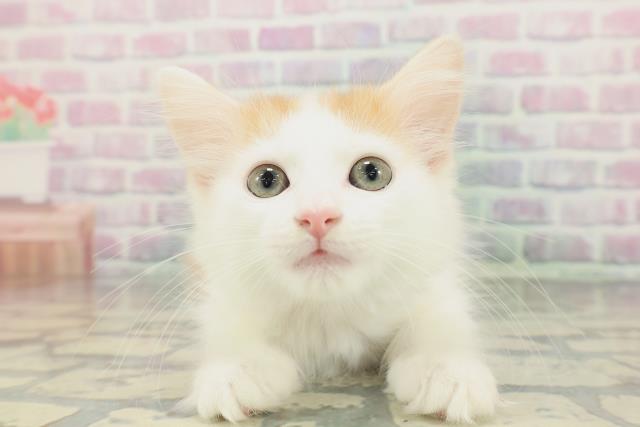 ノルウェージャン・フォレストキャット