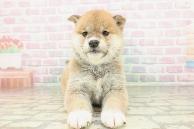 柴犬