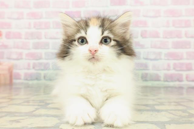 ノルウェージャン・フォレストキャット