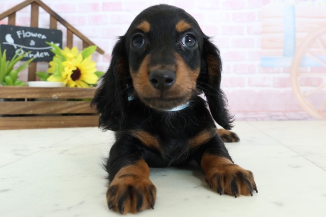 ミニチュア・ダックスフンド