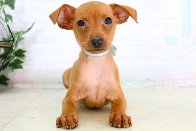 ミニチュア・ピンシャー