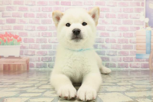 柴犬