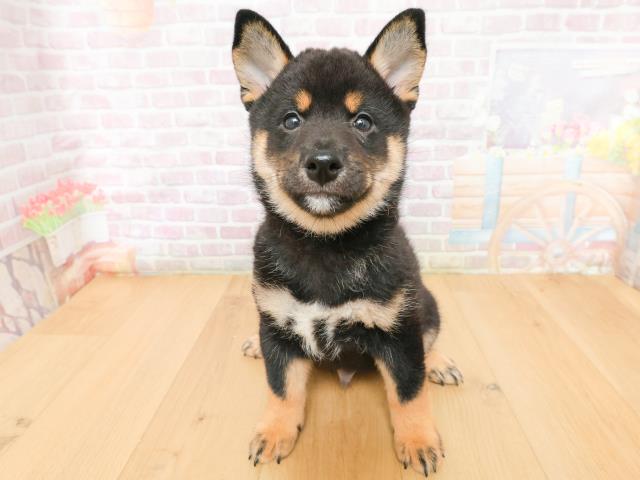 柴犬