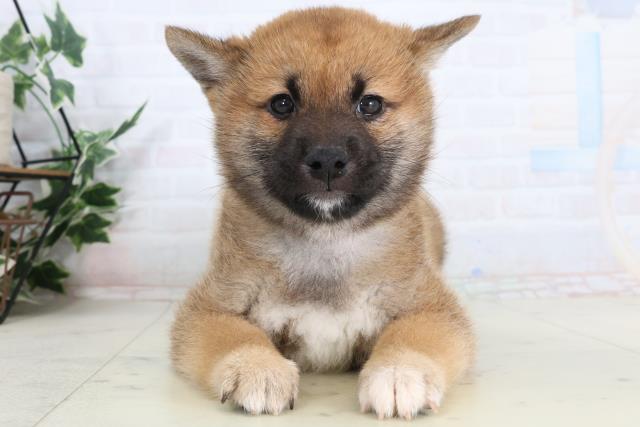 柴犬