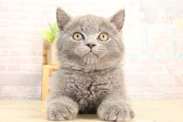 ブリティッシュショートヘアー