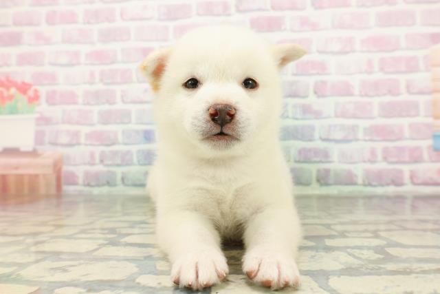 柴犬
