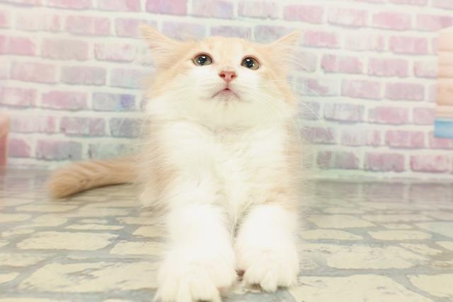 ノルウェージャン・フォレストキャット