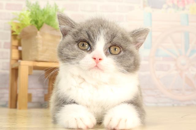 ブリティッシュショートヘアー