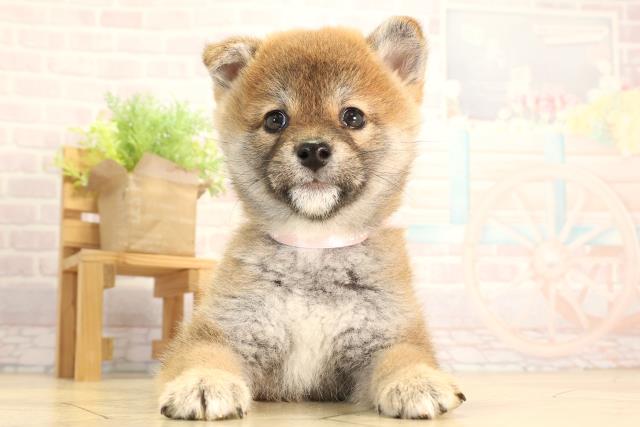 柴犬