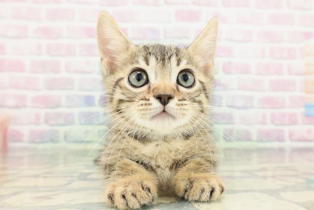 ジェネッタ