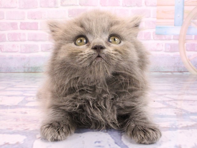 ブリティッシュロングヘアー