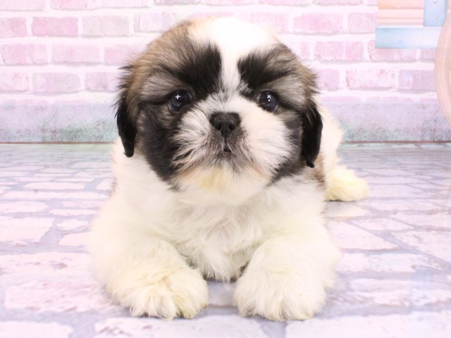 MIX(ハーフ)