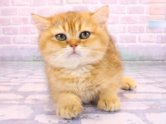 ブリティッシュショートヘアー