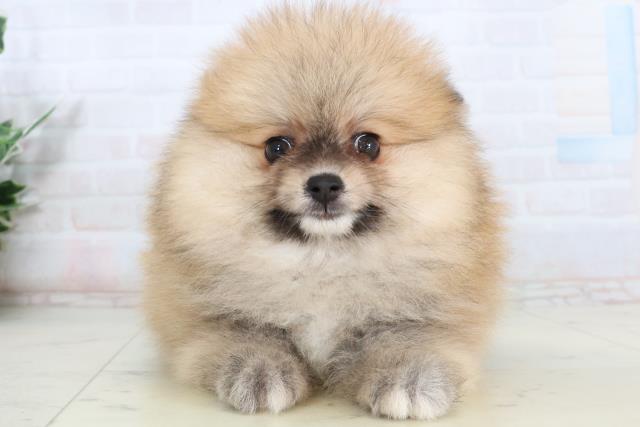 ポメラニアン