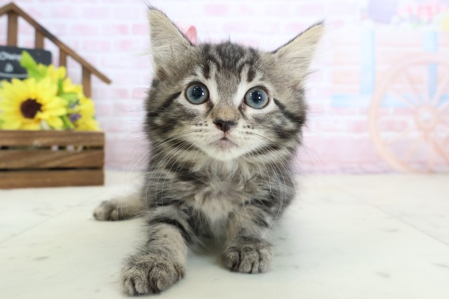ノルウェージャン・フォレストキャット